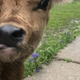 Image for article titled For the love of God, someone adopt this puppy named Corn